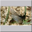 Stylops melittae - Faecherfluegler m50 5mm.jpg